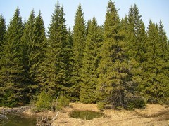 Ель