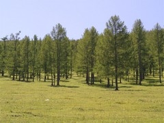 Лес сибирской лиственницы